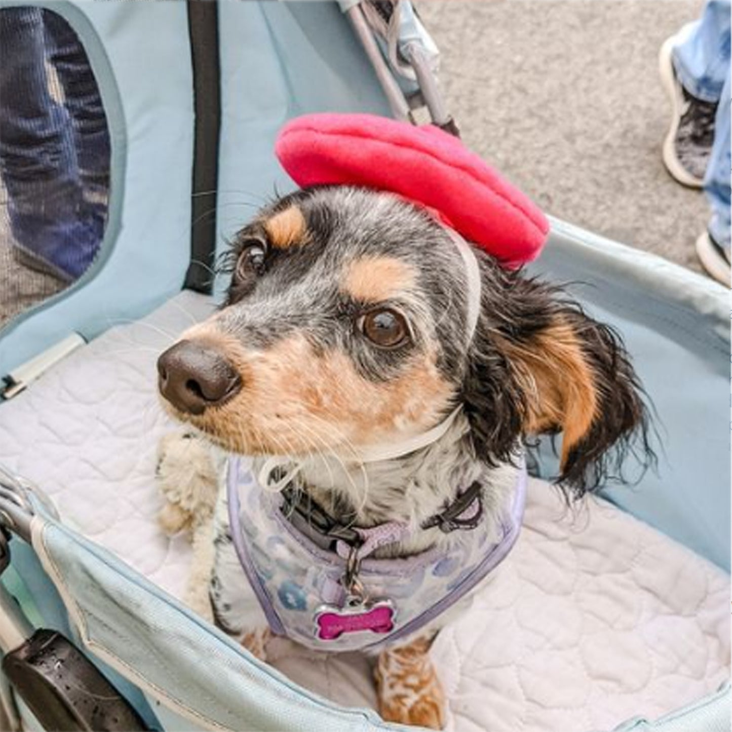 dog wearing a red beret sitting in a dog stroller
