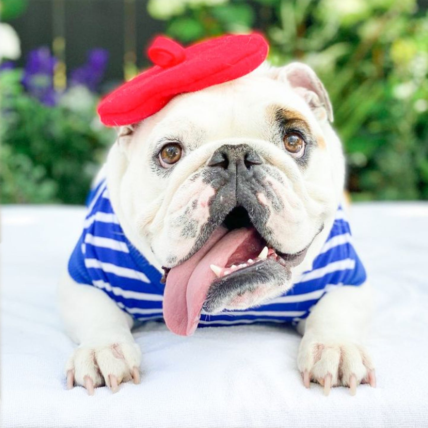RED ALERT Dog Beret