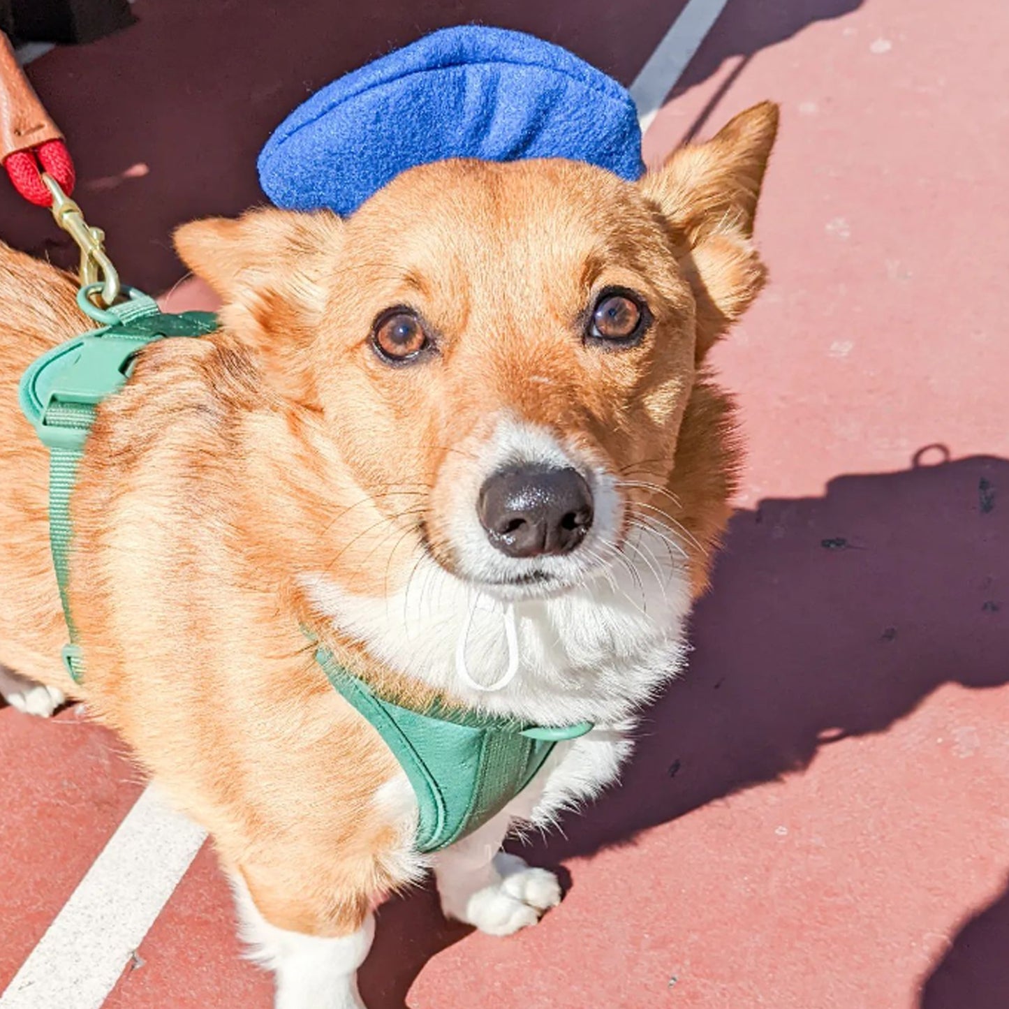 BLUE dog beret