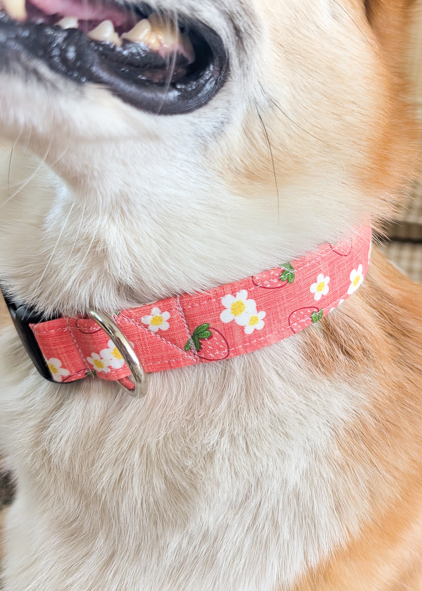 Strawberry Sorbet Dog Collar