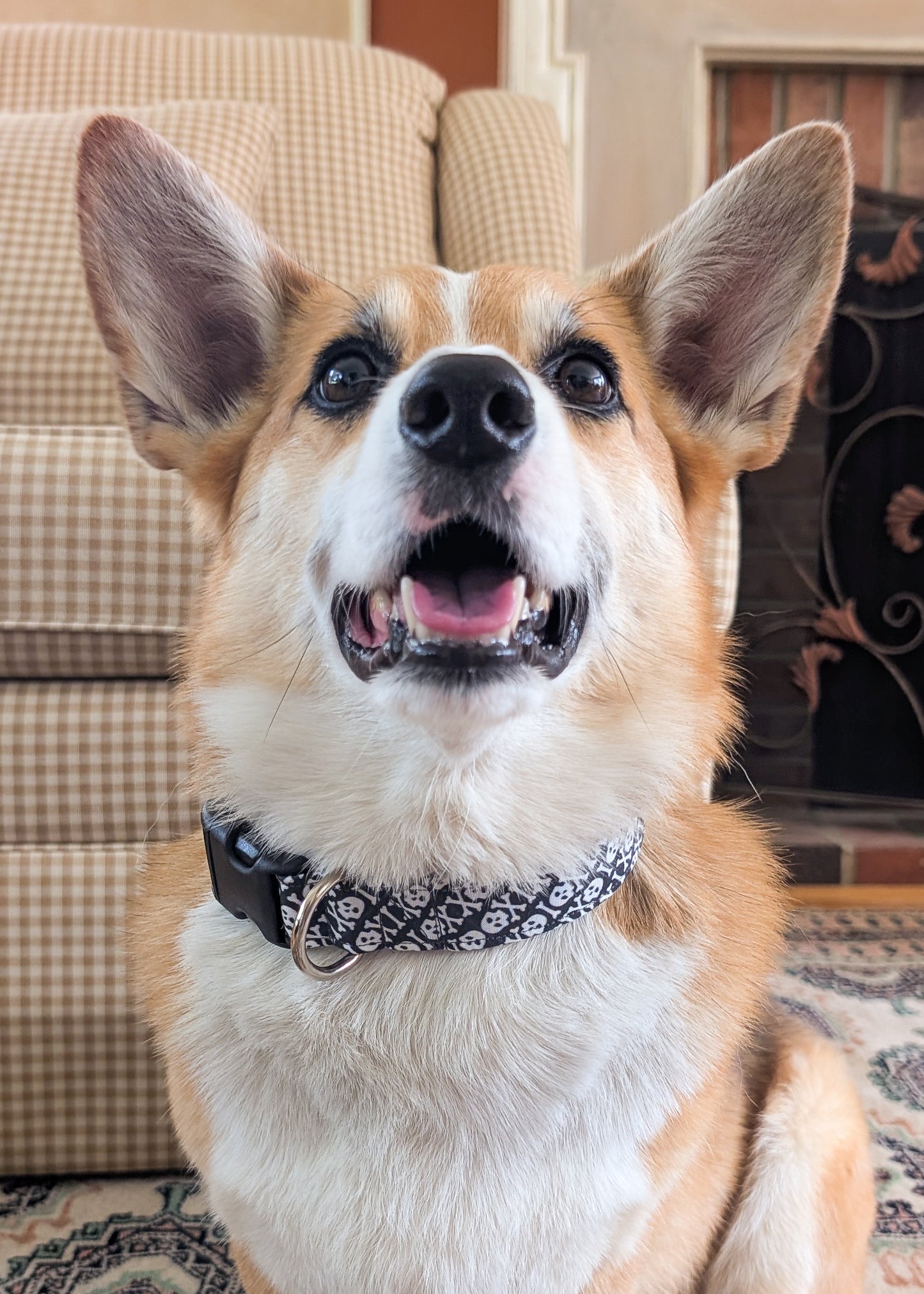 Skull and Crossbones Dog Collar