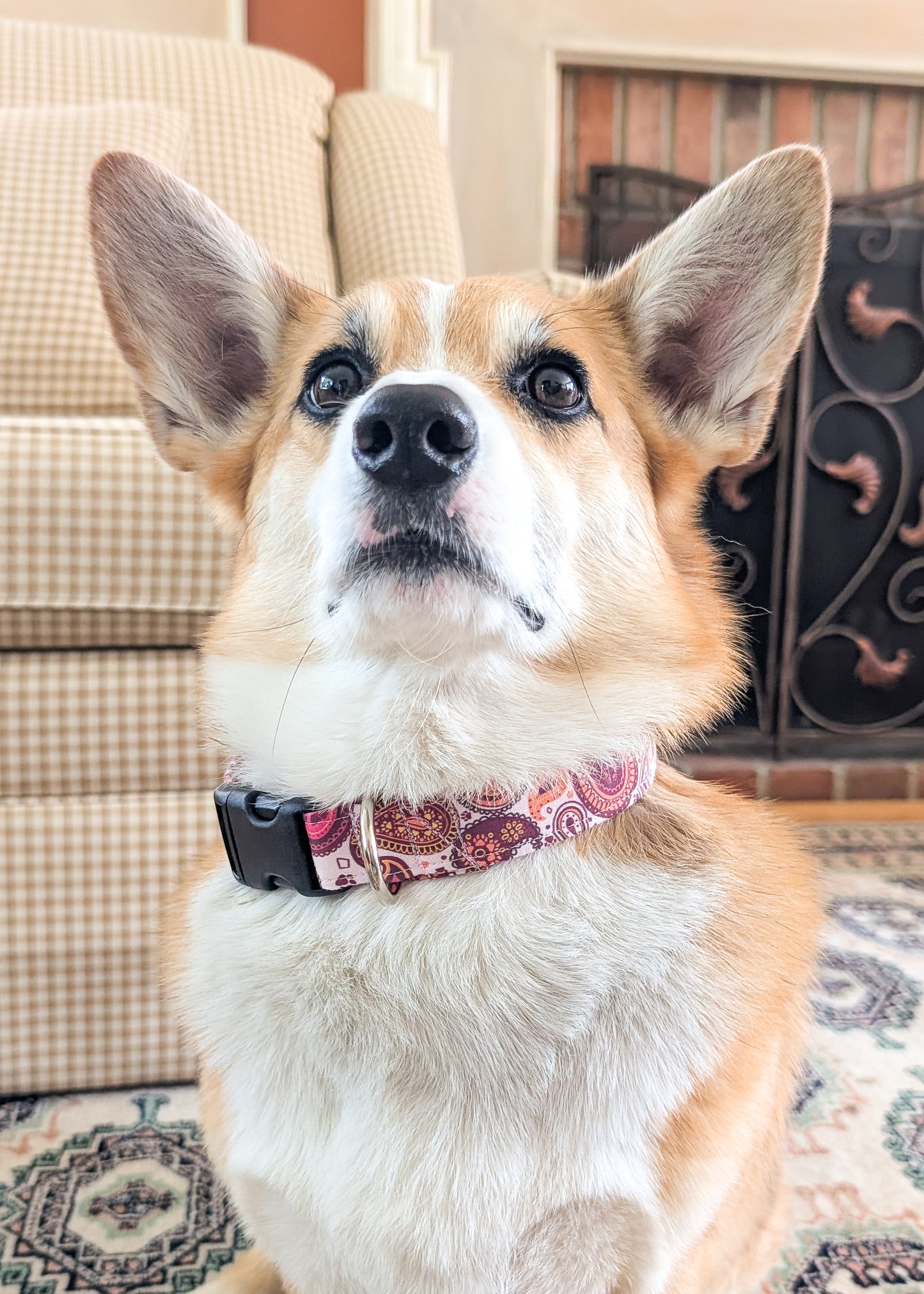 Pink Paw Paisley Dog Collar