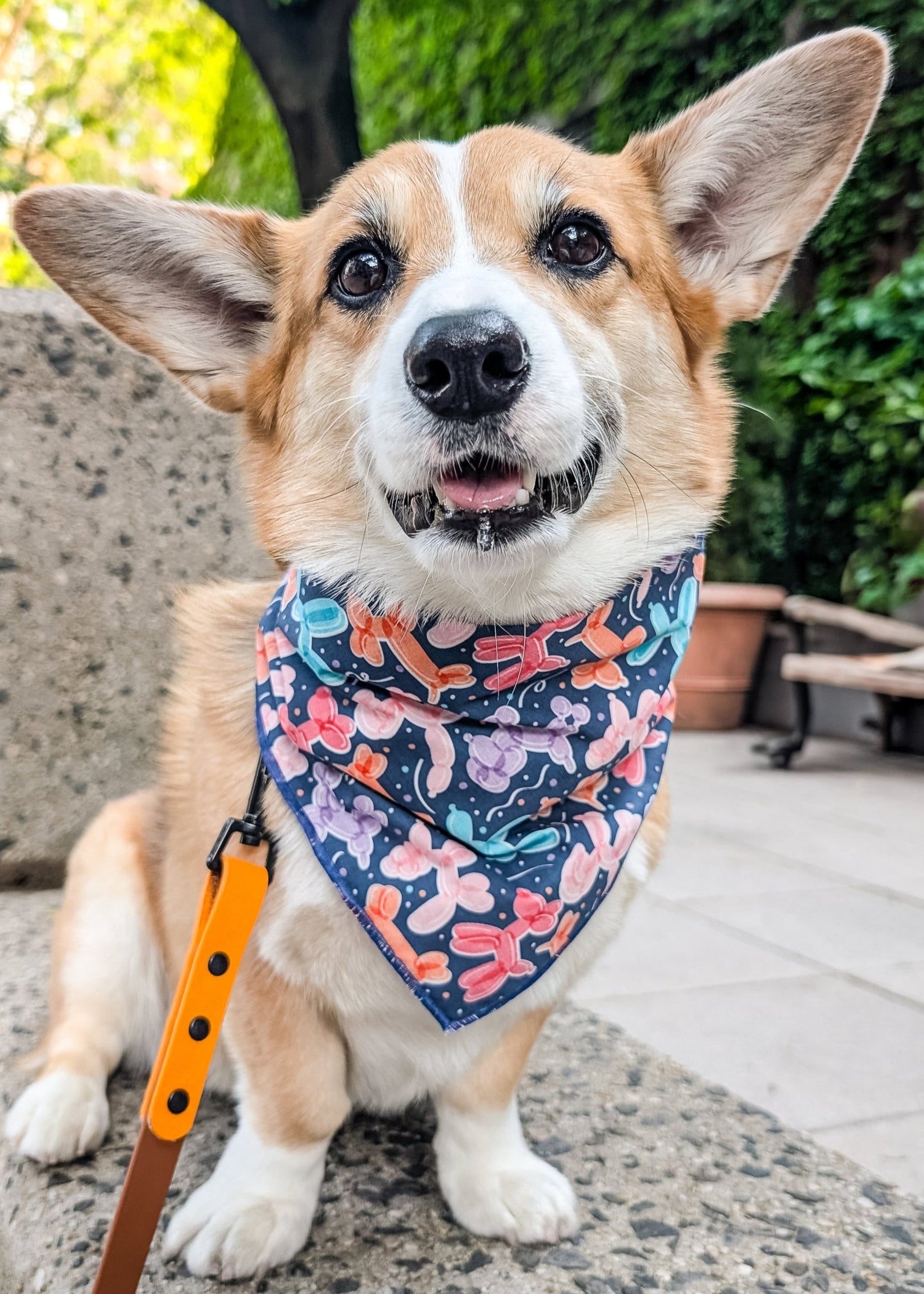 Dog wearing a blue bandana with dog balloons sitting on a stone bench outside