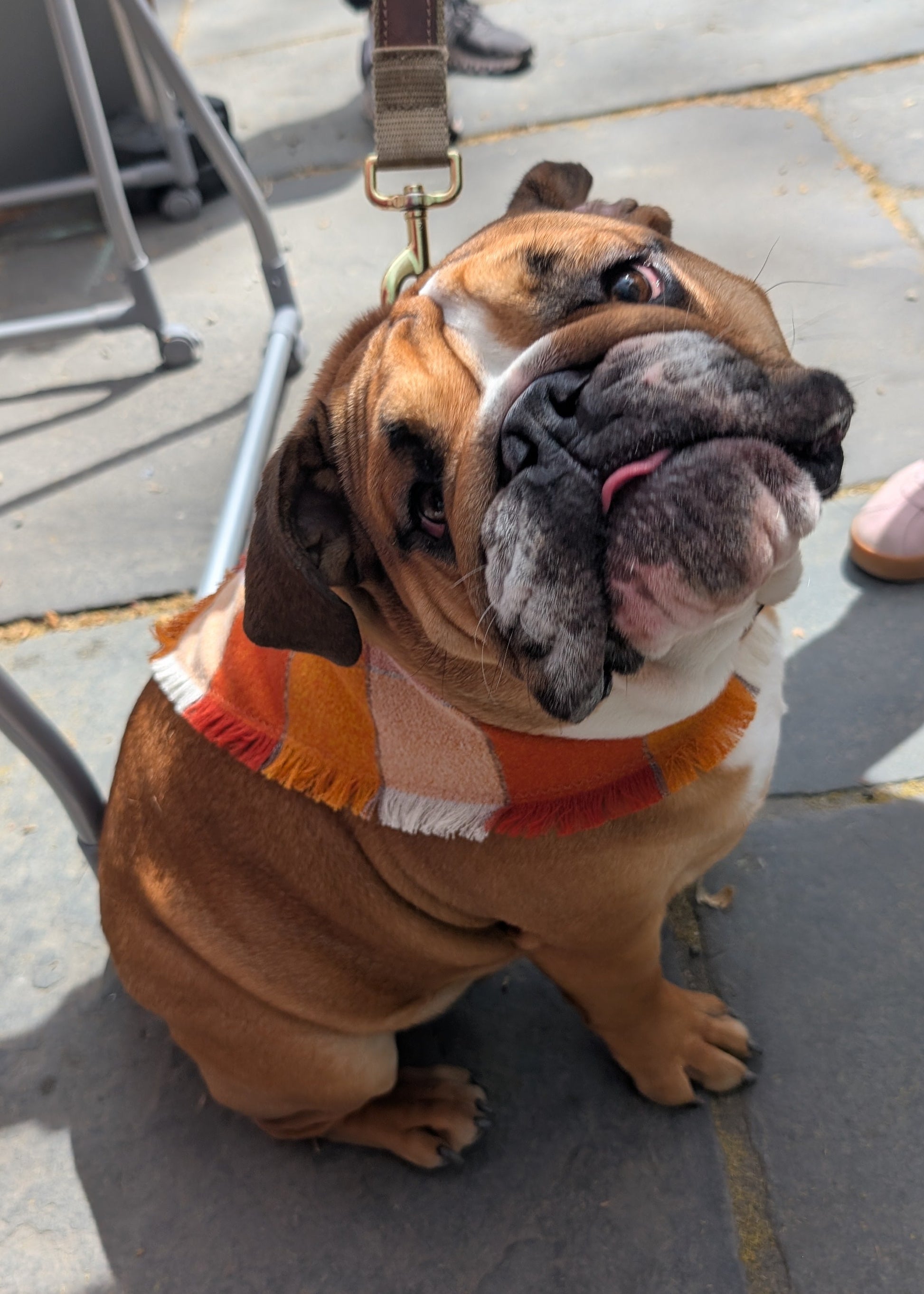 Dog wearing a flannel bandana on a leash on a stone pavement