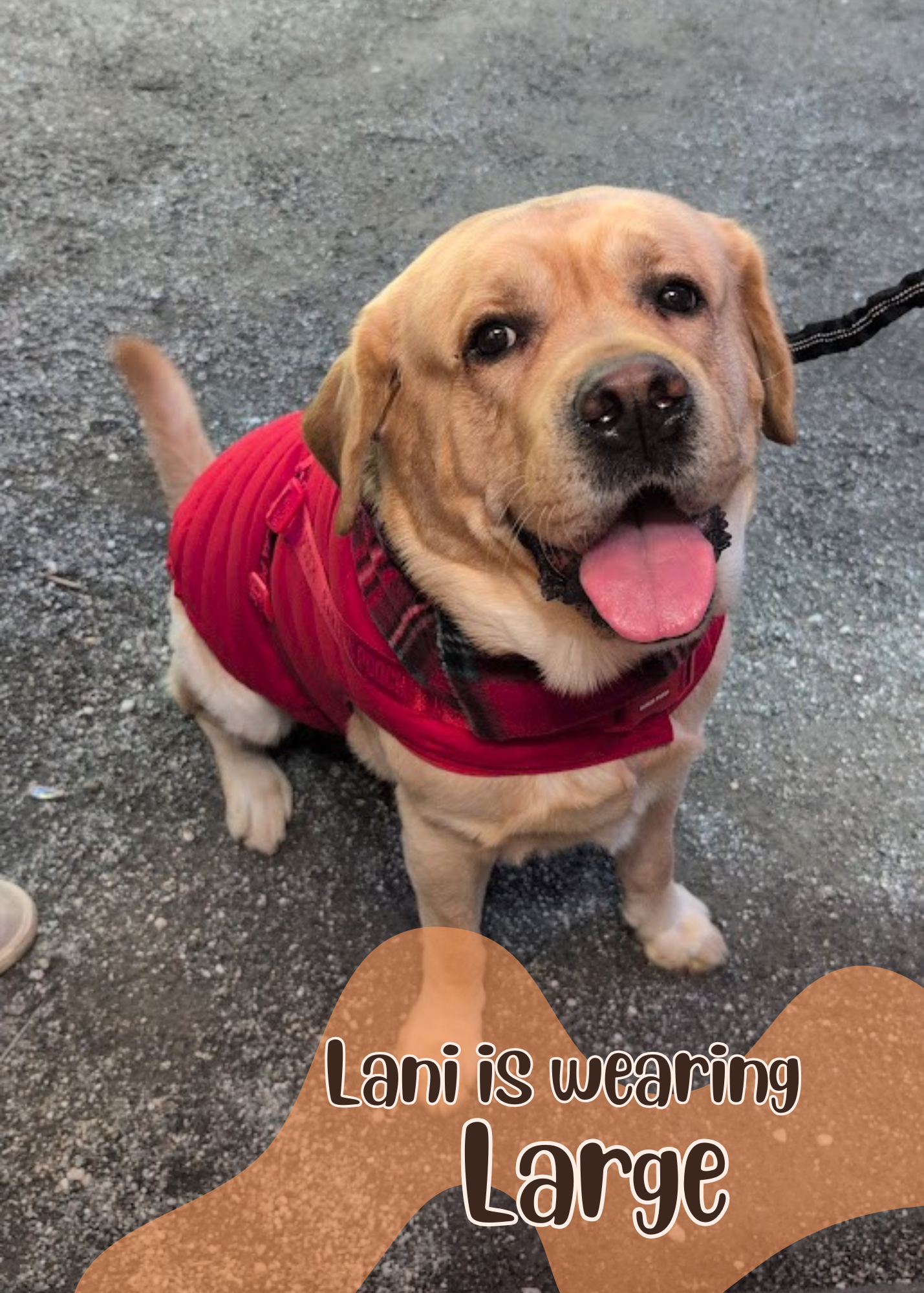 Winter Morning Dog Scarf