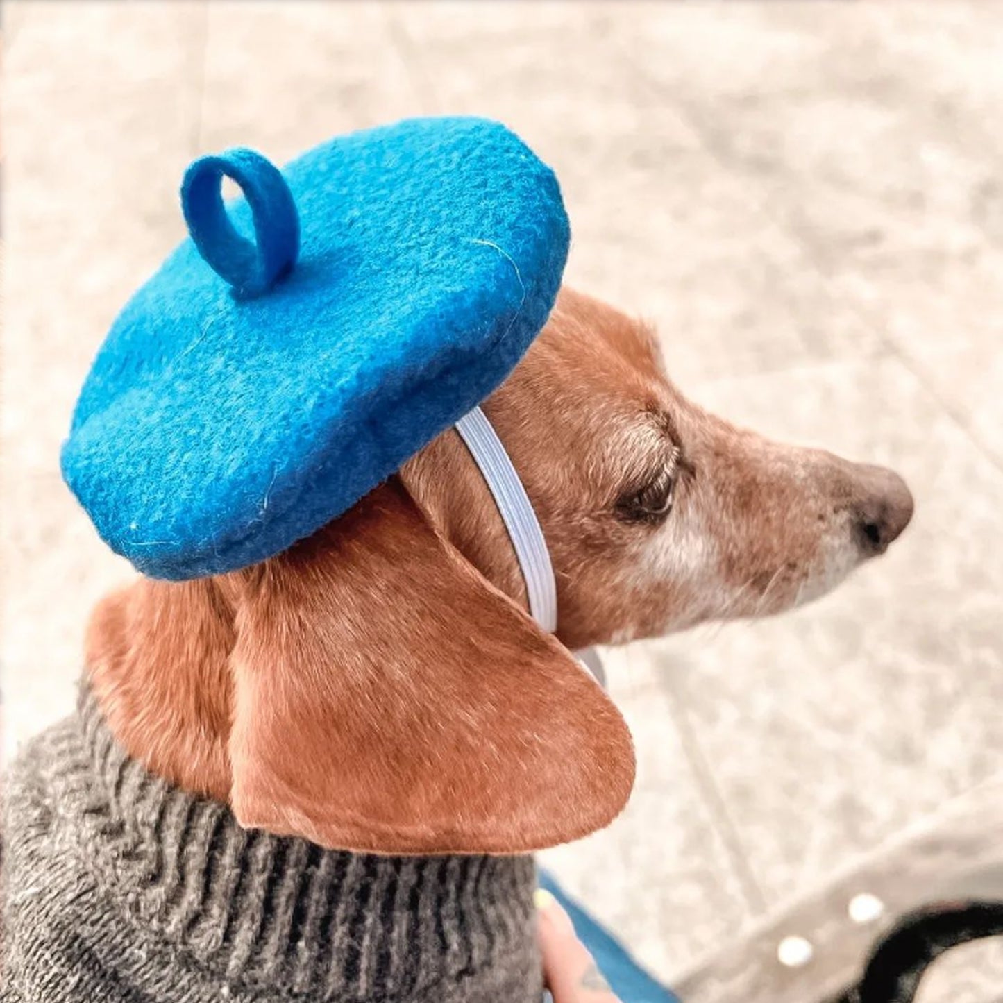 BLUE dog beret