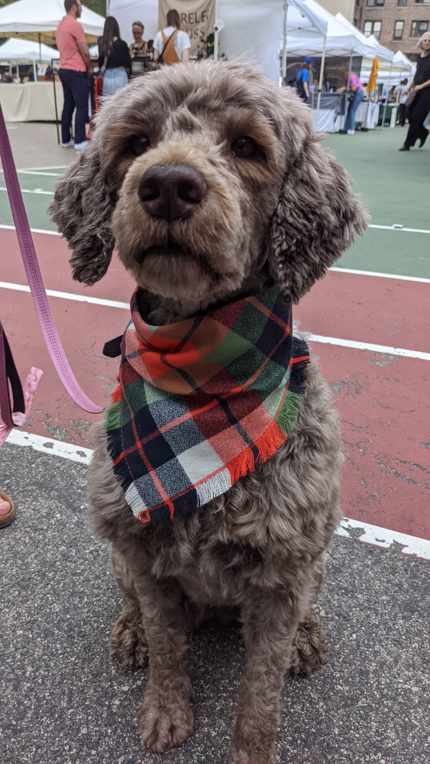 Dog wearing a plaid scarf on a leash in an urban setting