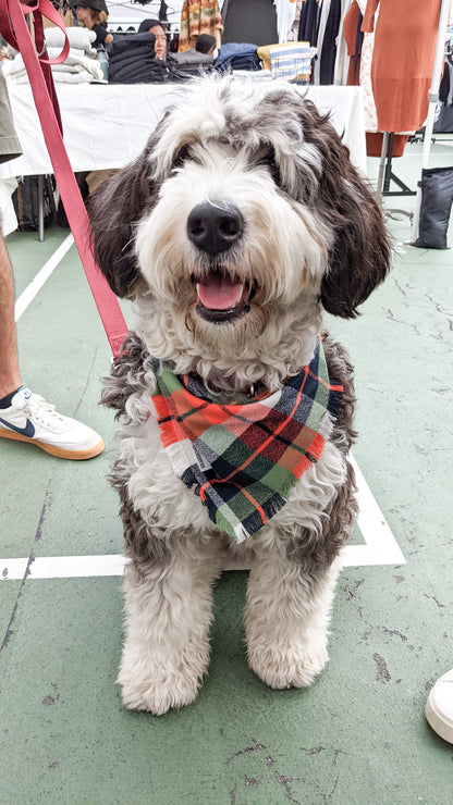 Dog wearing a plaid scarf standing on a green floor with people in the background