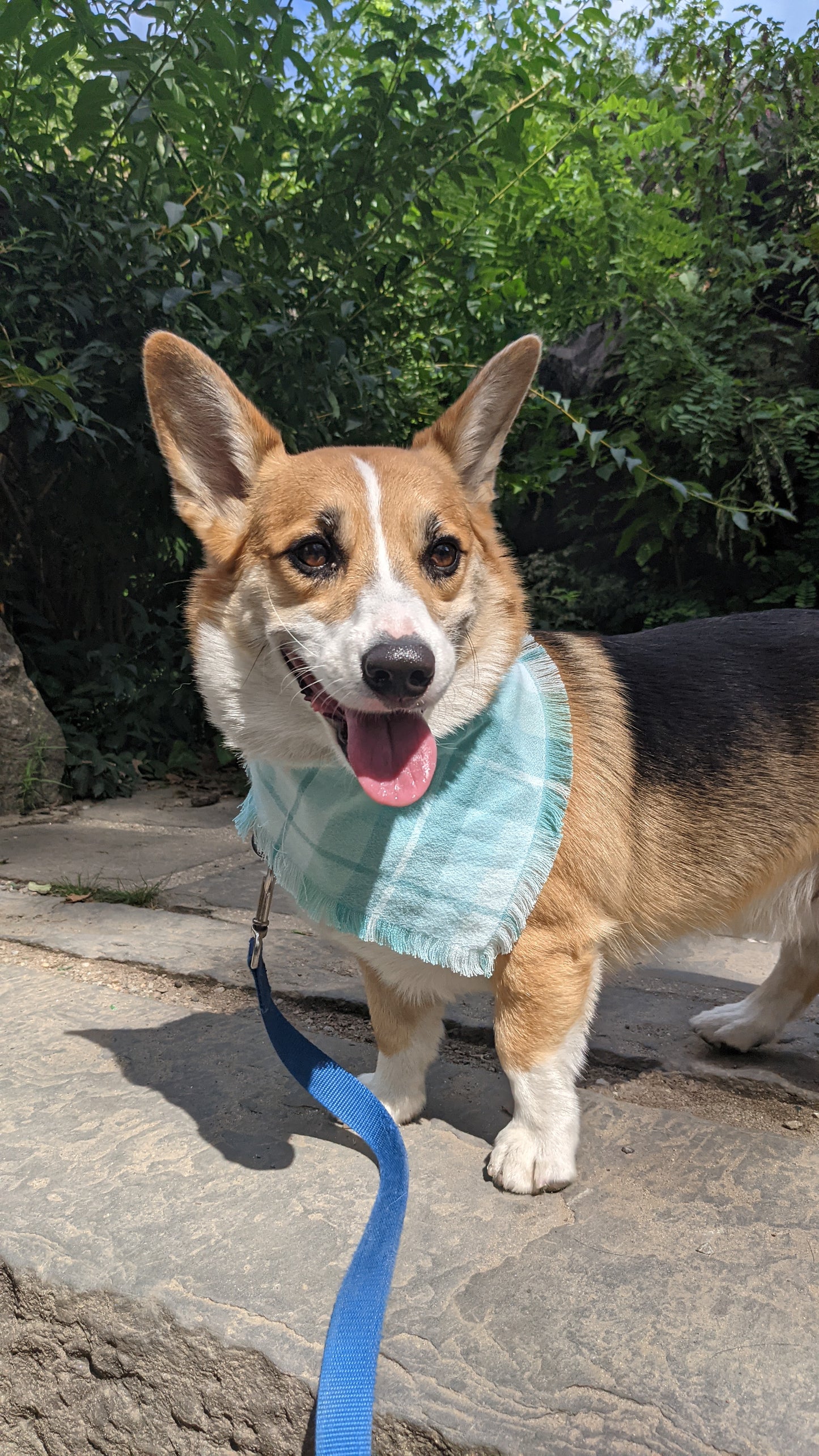 Dog wearing a light blue Flannel bandana and leash on a stone surface with greenery in the background