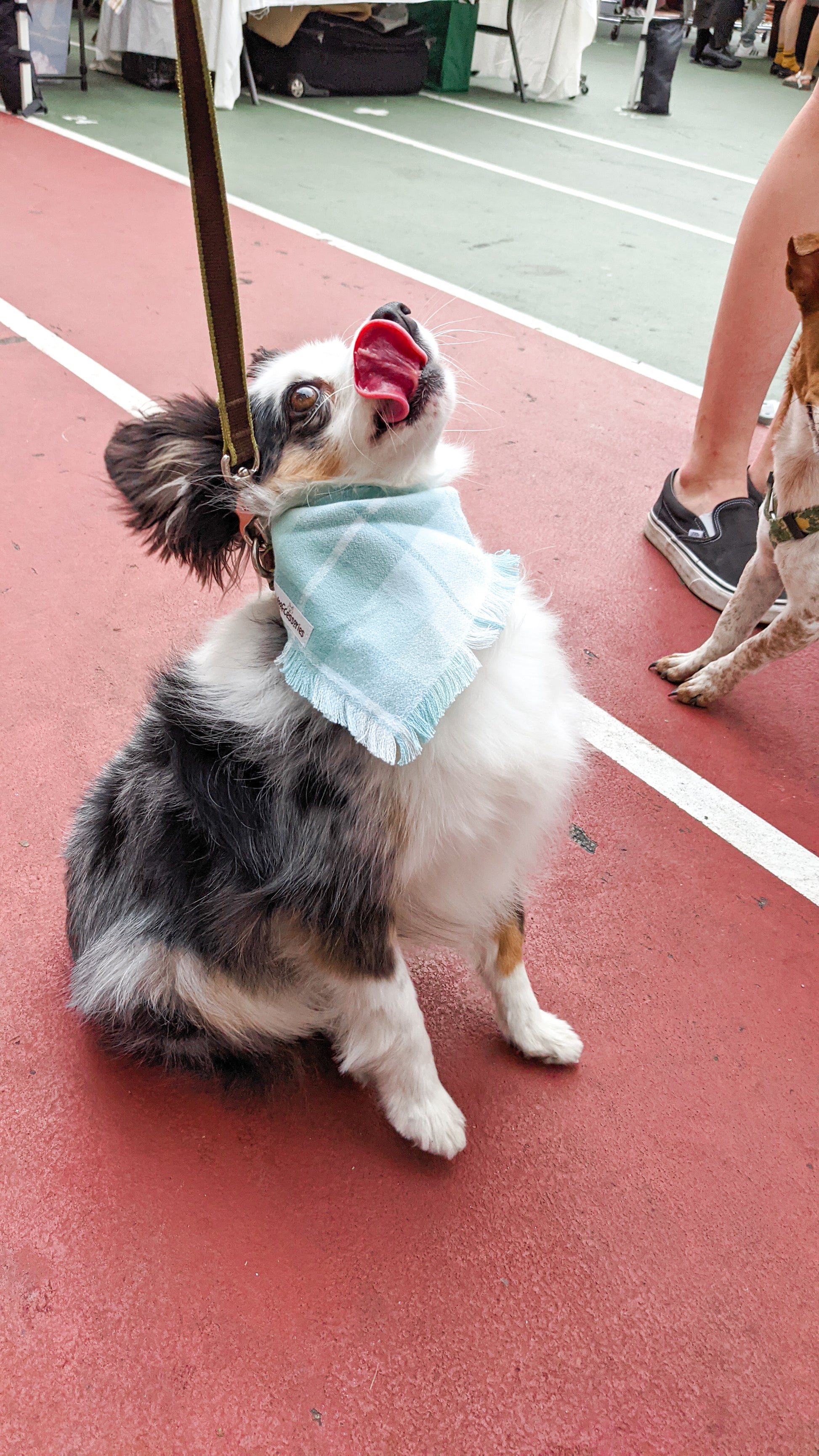 Dog wearing a turquoise blue flannel bandana on a red surface with people and another dog in the background.