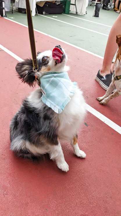 Dog wearing a turquoise blue flannel bandana on a red surface with people and another dog in the background.