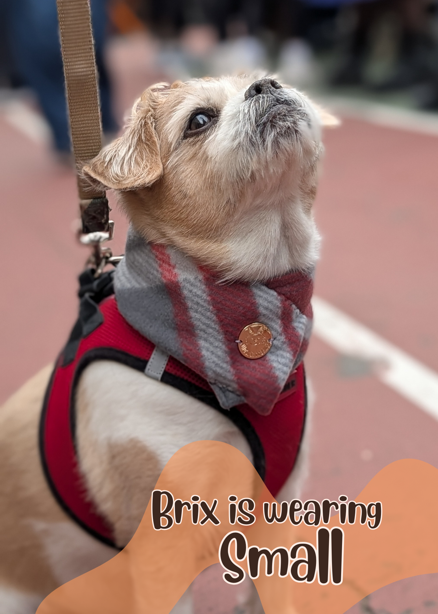 Winter Morning Dog Scarf