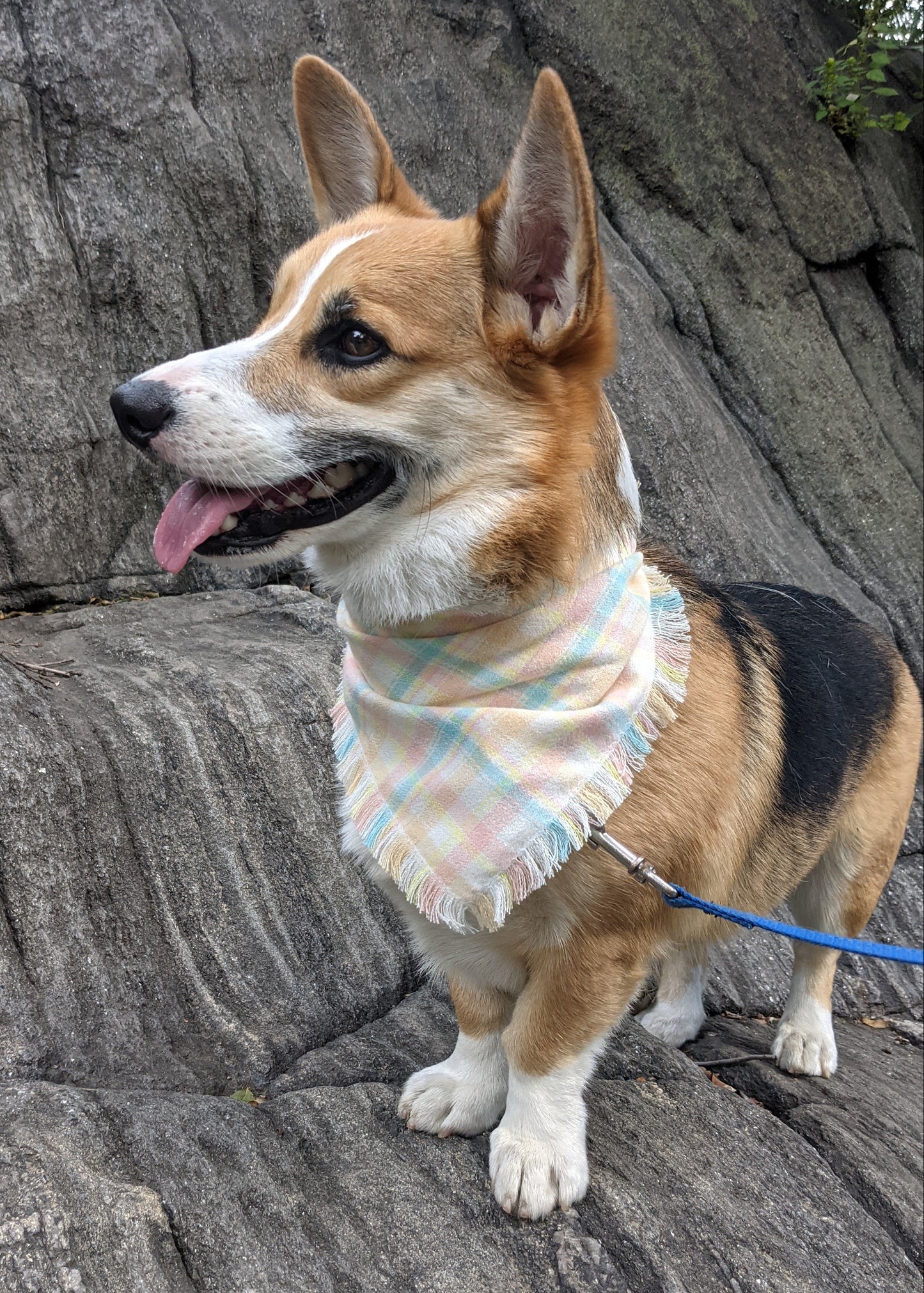 Dog in a pale yellow, light blue, pink flannel bandana climbing a rock