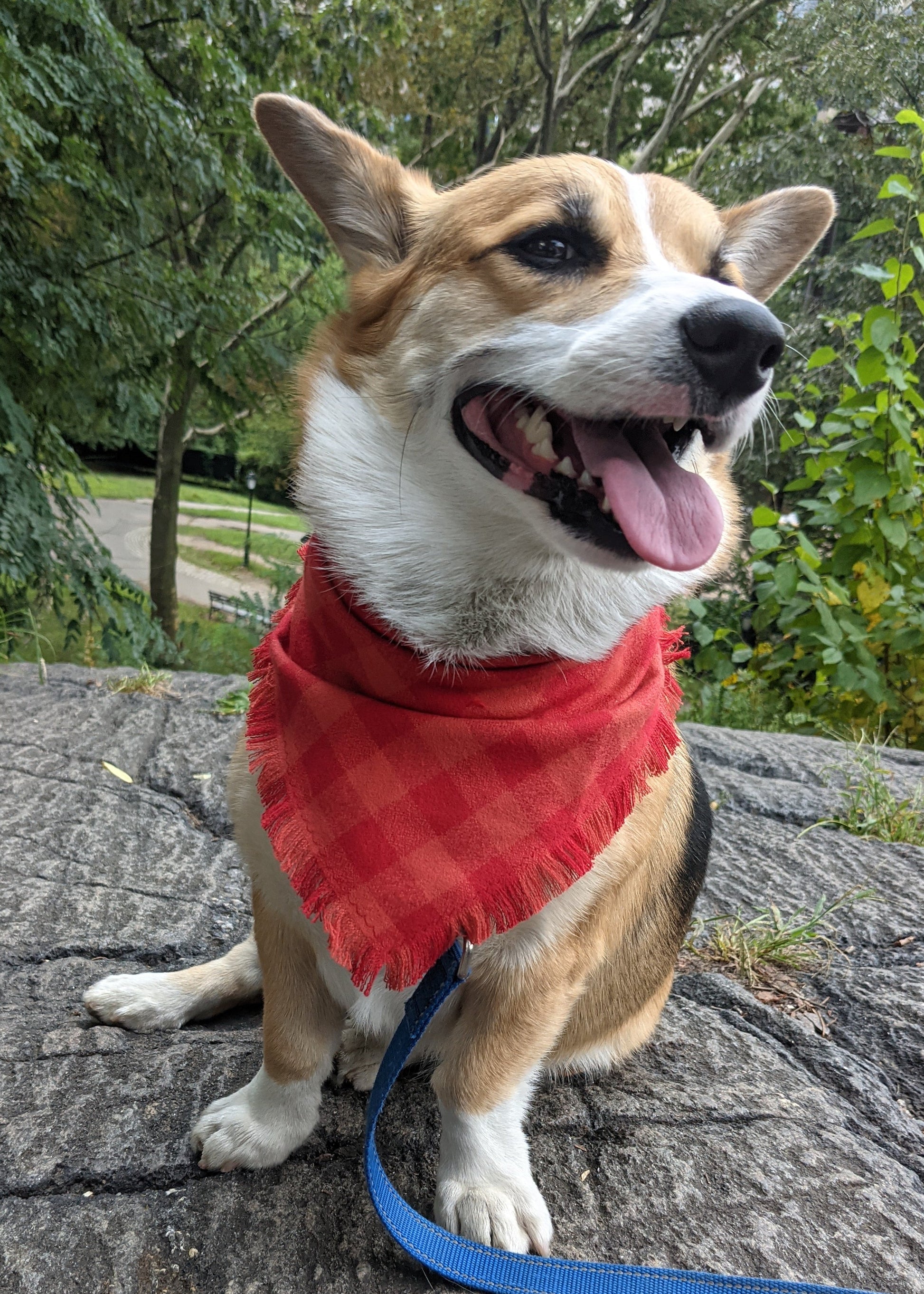 Corgi Wearing a red plaid flannel bandana in the park