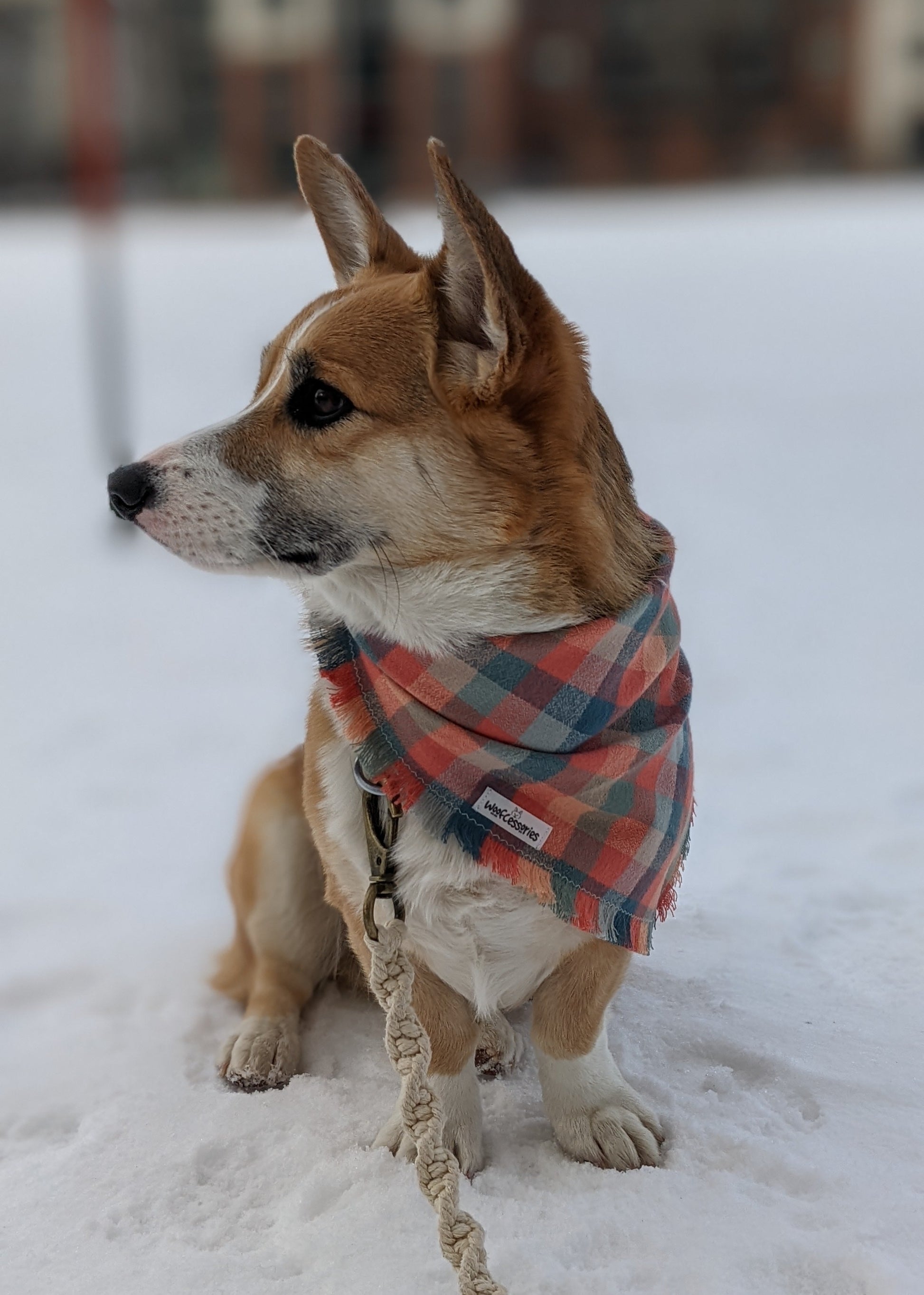 Dog wearing a plaid flannel bandana in the snow