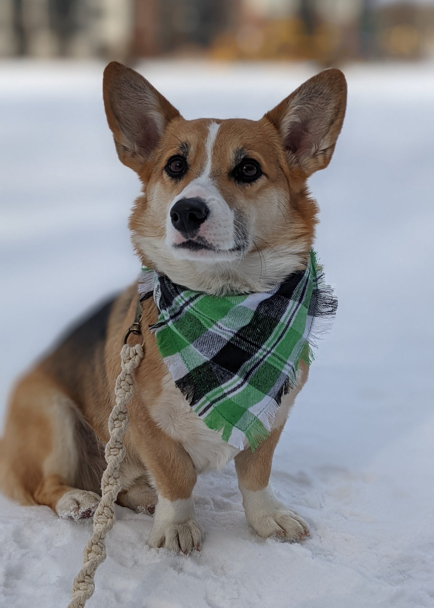 Dog wearing a green and black checkered flannel bandana in a snowy setting