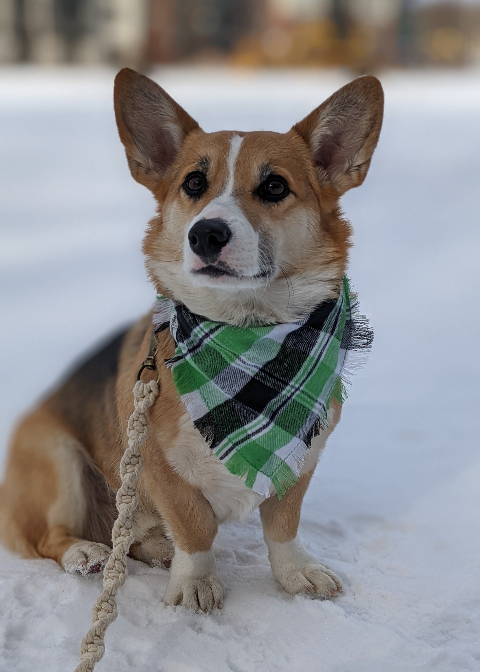 Dog wearing a green and black checkered flannel bandana in a snowy setting