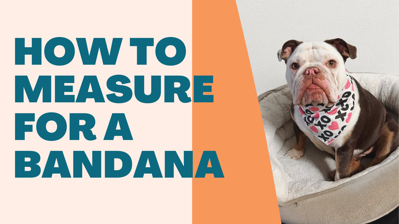 Load video: How to measure your dog for a bandana. You&#39;ll need a measuring tape and your dog. Put the tape around the base of their neck, where the bandana will sit and compare the measurement with our handy chart.