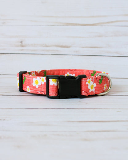 Strawberry Sorbet Dog Collar