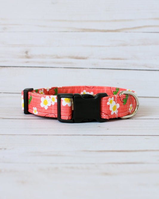 Strawberry Sorbet Dog Collar