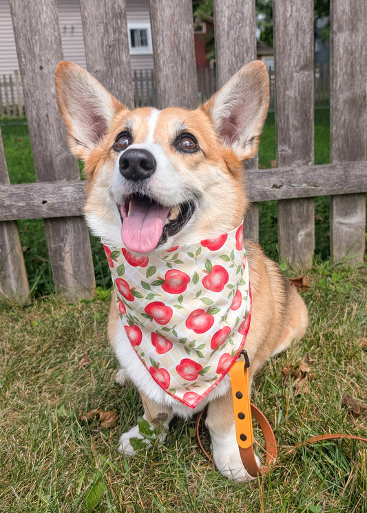 Apple Picking