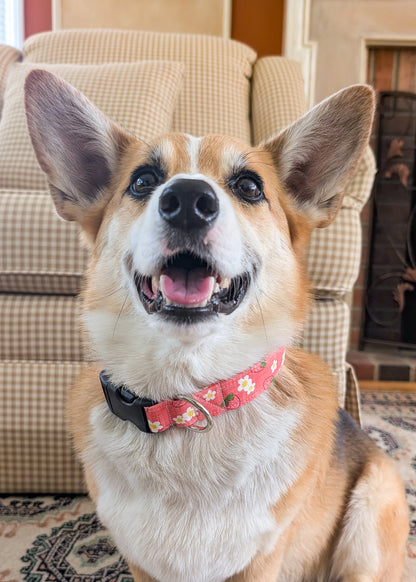 Strawberry Sorbet Dog Collar