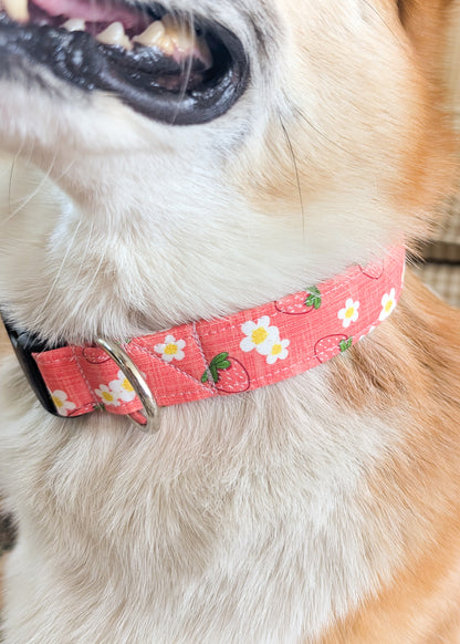 Strawberry Sorbet Dog Collar