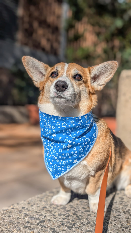 Dog wearing a blue bandana with star pattern on a blurred outdoor background