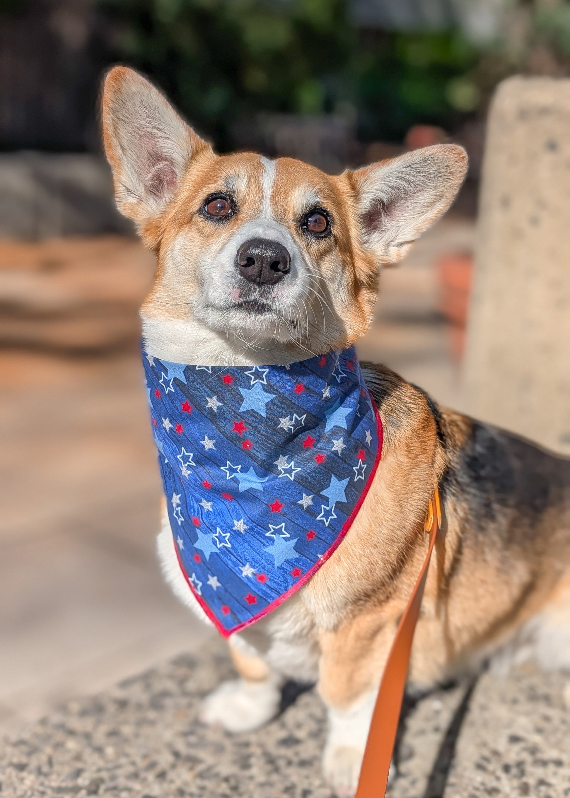 Dog wearing a blue bandana with star pattern on a leash