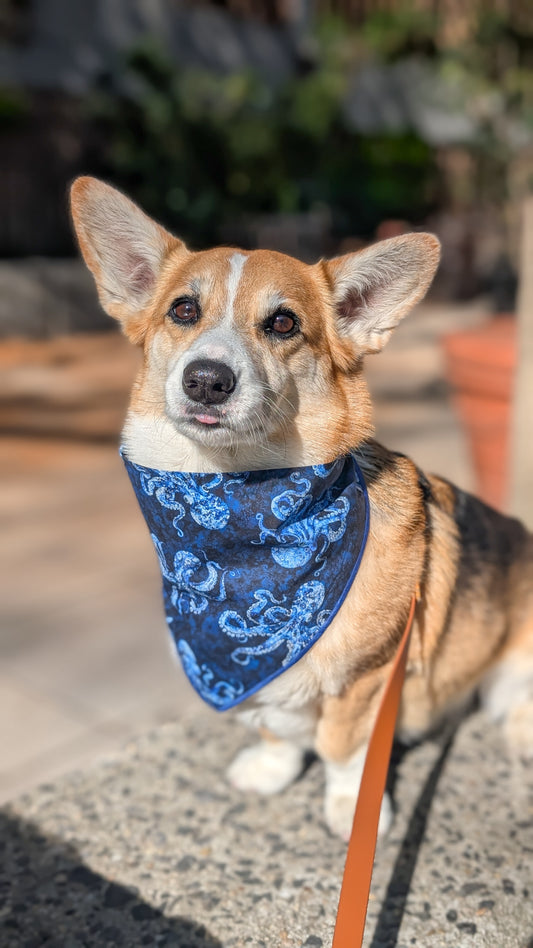 Dog wearing a blue bandana with a pattern, standing on a sidewalk.