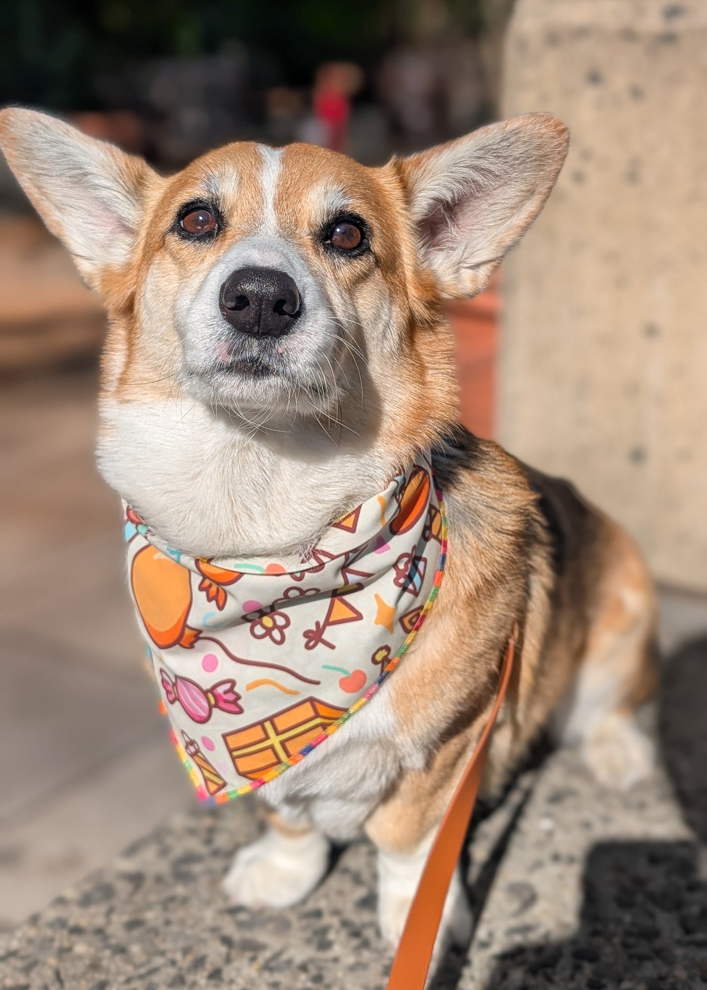 Dog wearing a colorful bandana on a leash in an outdoor setting