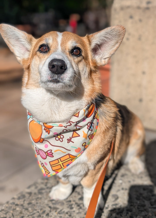 Dog wearing a colorful bandana on a leash in an outdoor setting