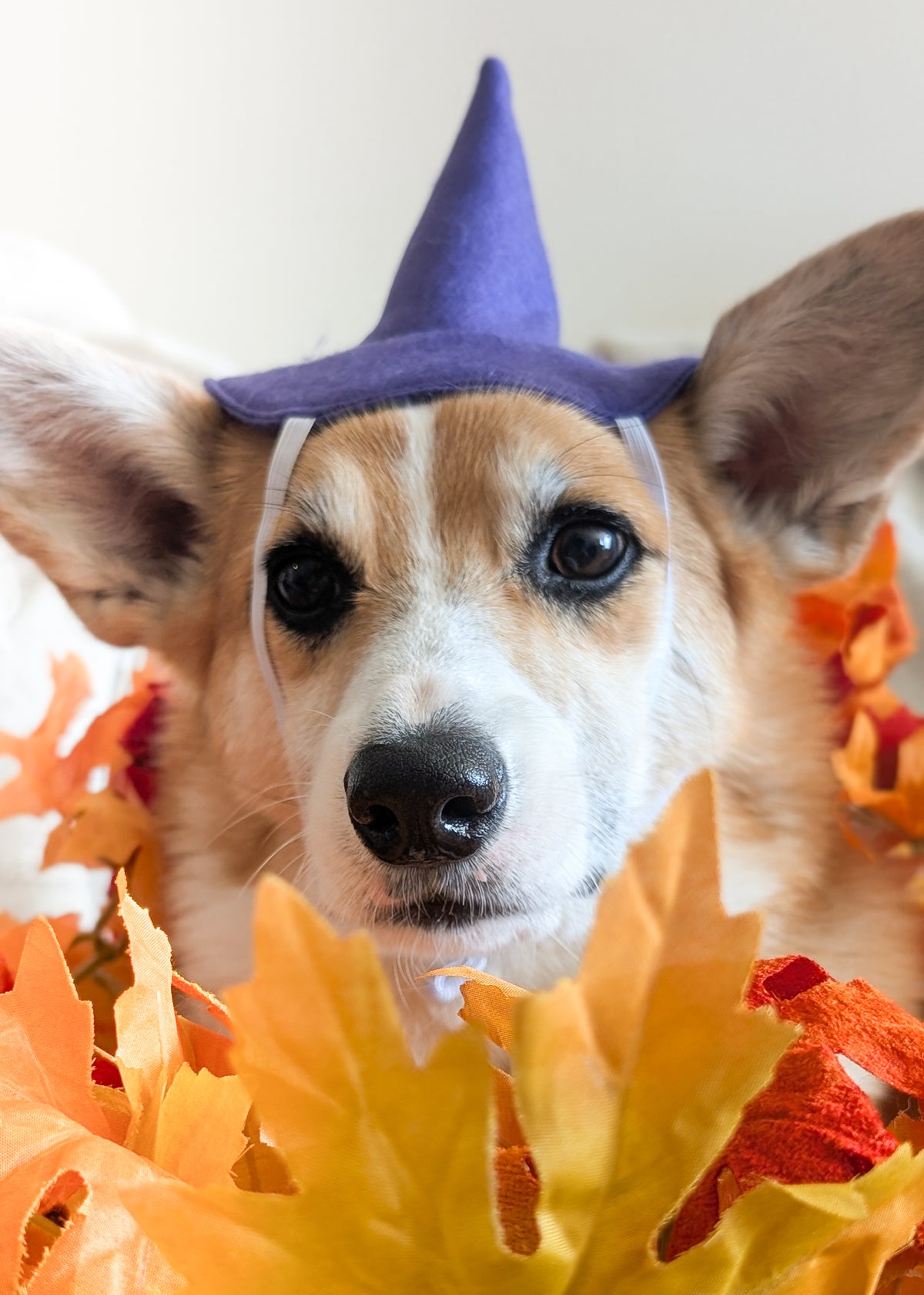 A close-up of a dog wearing a purple witch hat, surrounded by orange and yellow autumn leaves.
