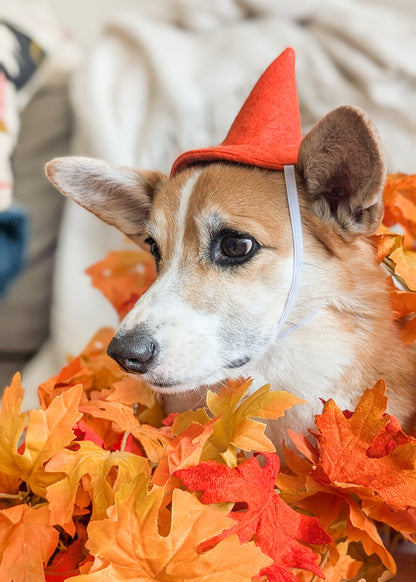A close-up of a brown and white dog wearing a small orange pointed hat, surrounded by orange and red autumn leaves.