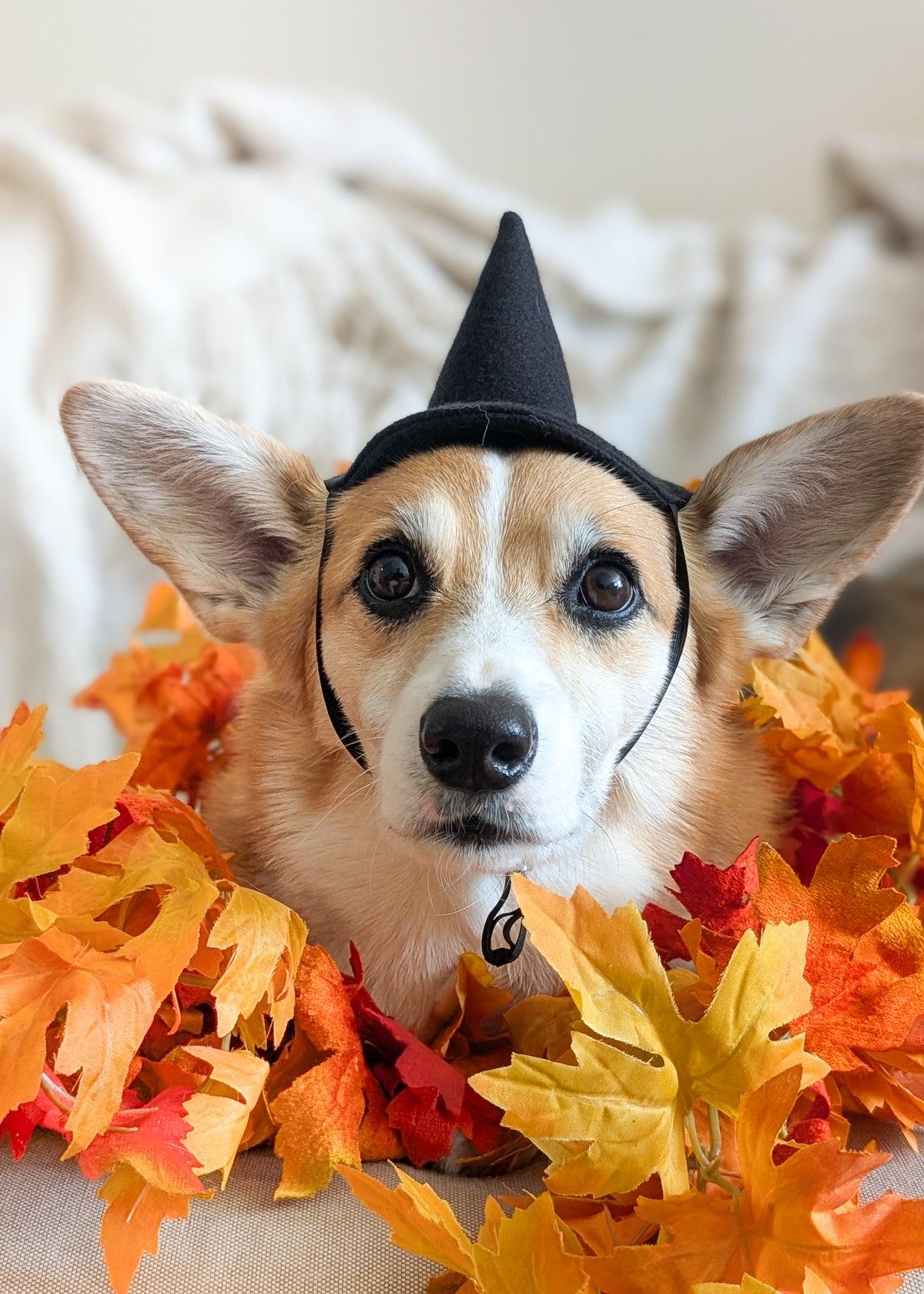 A corgi dog wearing a black pointed witch hat, nestled among orange and yellow autumn leaves.