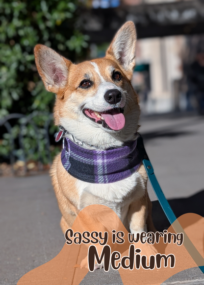 Corgi wearing a scarf for size comparison. Text says "Sassy is wearing Medium"