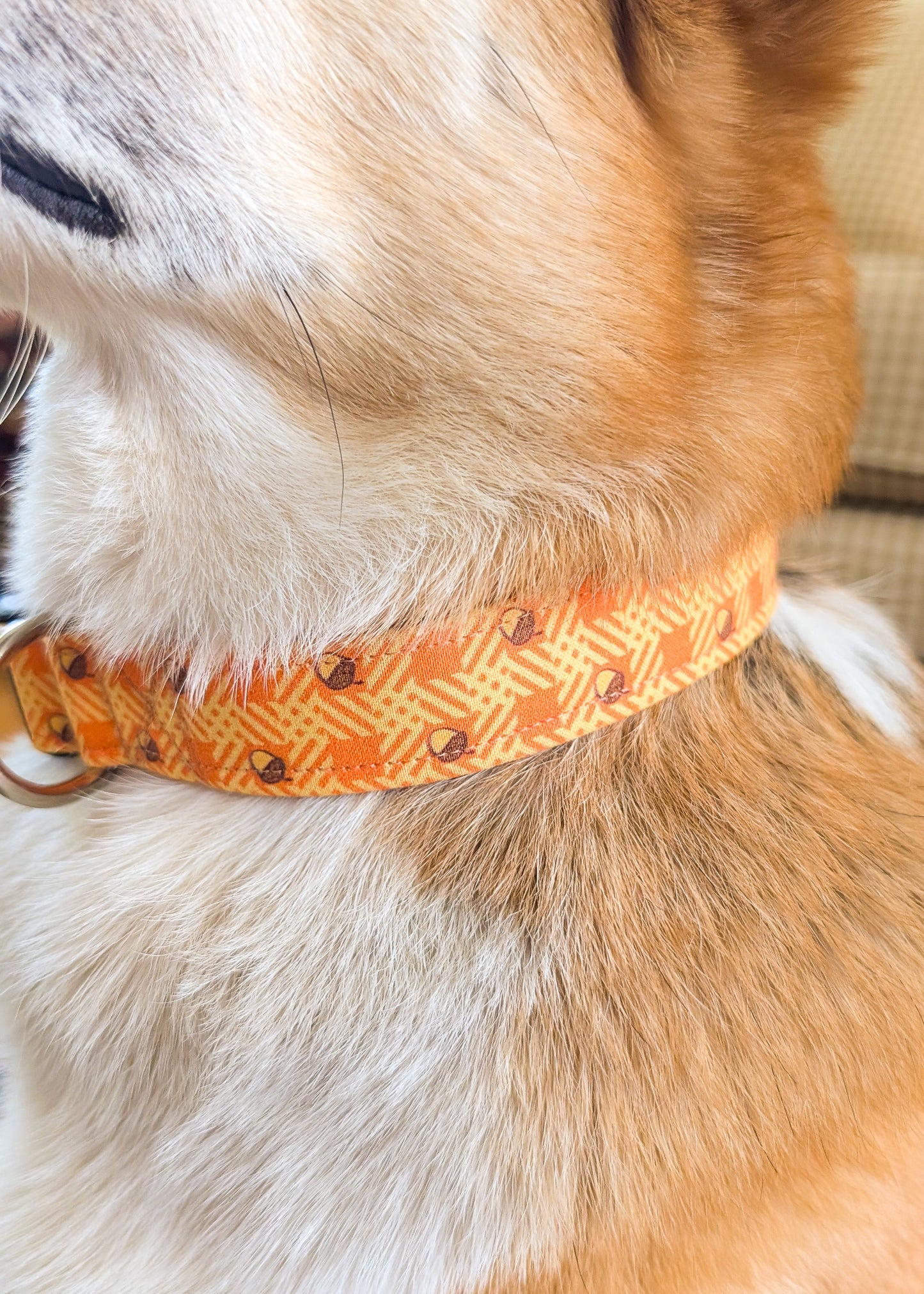 Close-up of a dog wearing an orange collar with acorn pattern.