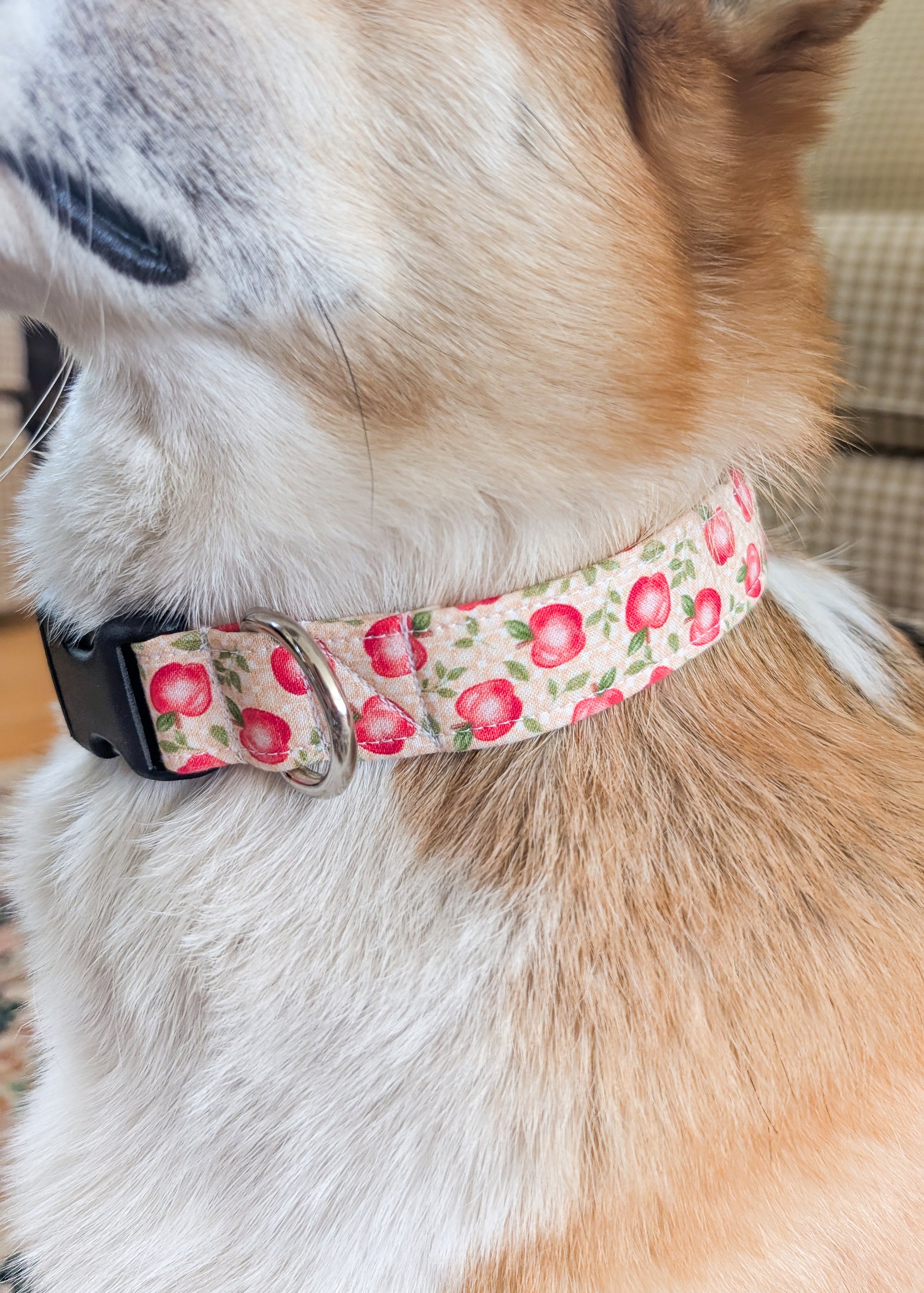 Dog wearing a collar with apple pattern