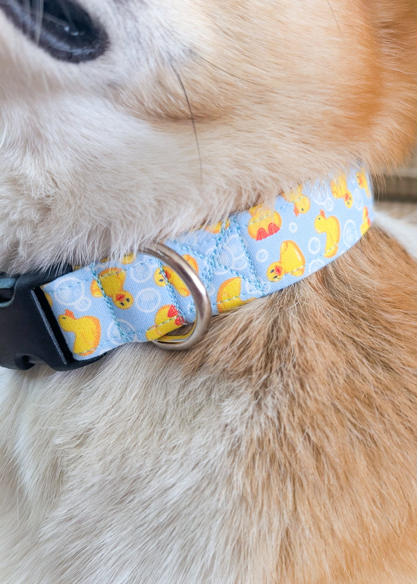 Dog collar with duck pattern on a dog's neck