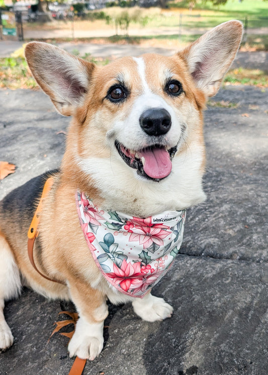 Dog wearing a floral bandana in a park setting. bandana has white background and pink watercolor style poinsettia flowers