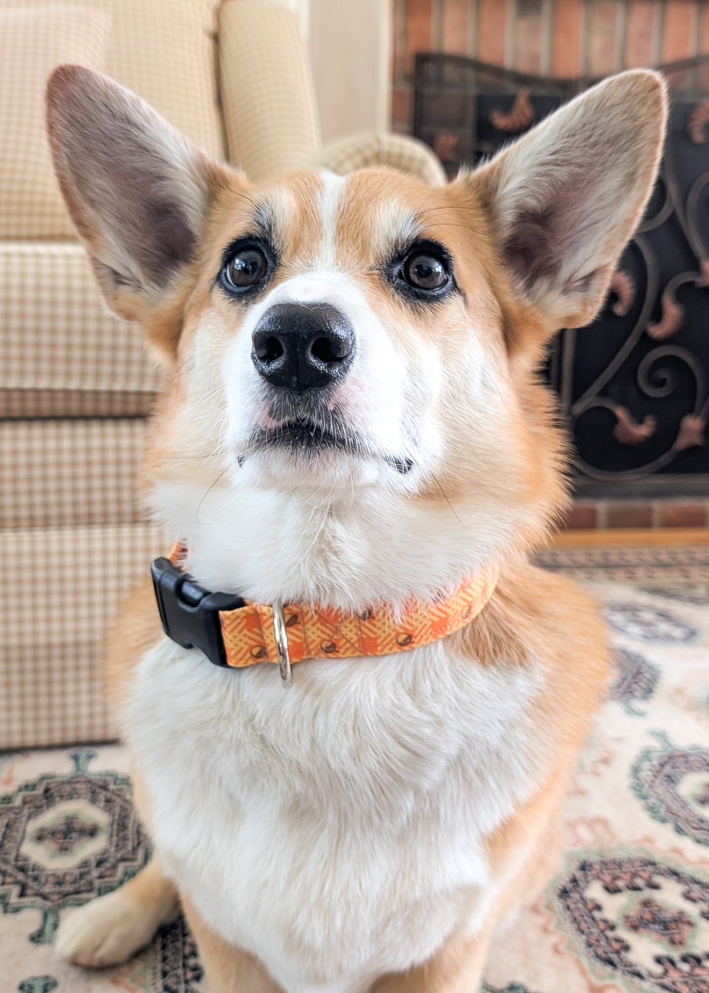 Dog wearing collar with orange and yellow pattern with acorns on a light wooden surface