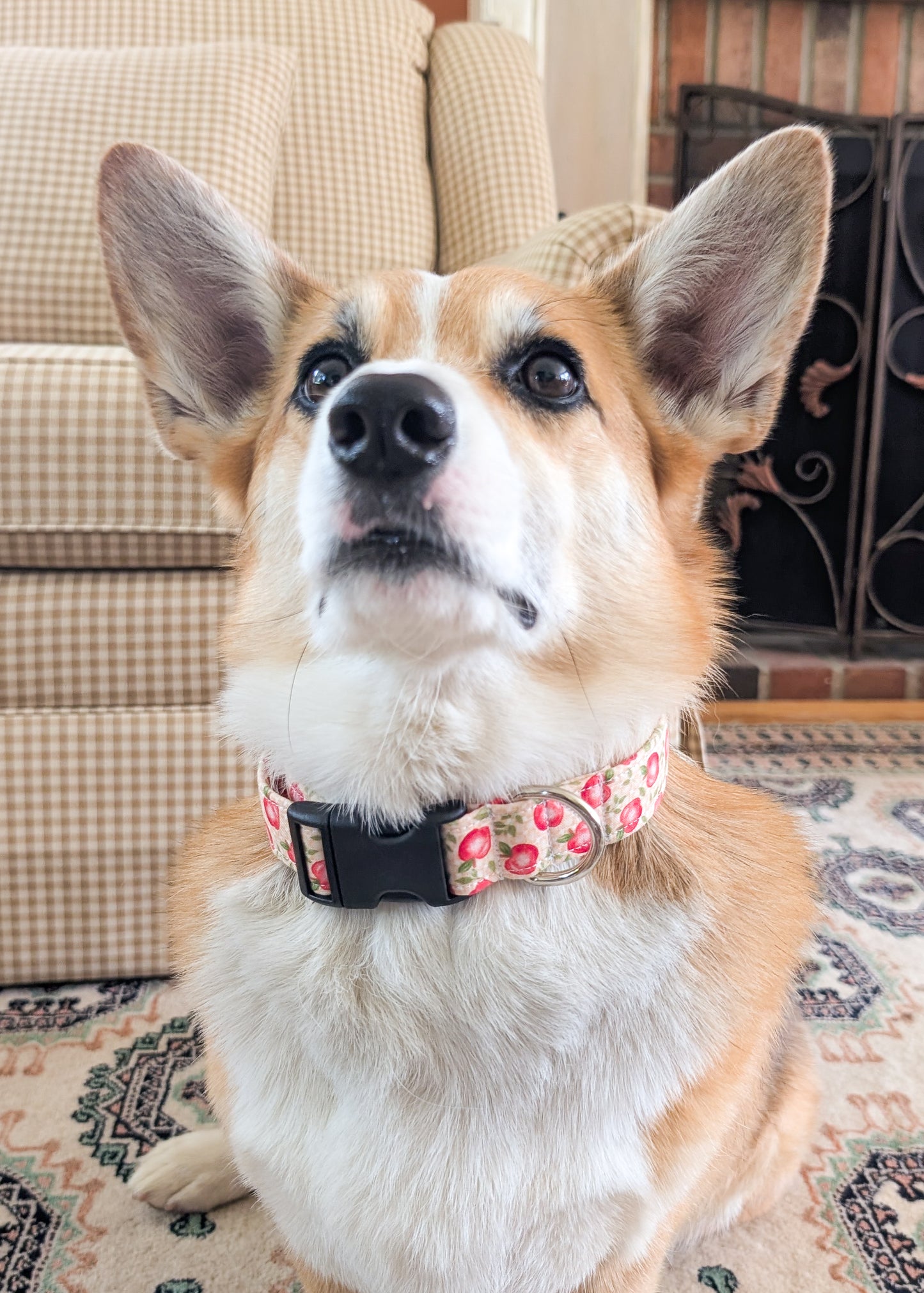 Dog wearing Dog collar with red apple pattern on sitting on a patterned rug.