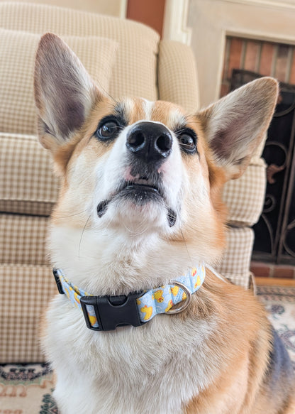 Corgi dog wearing a collar with a ducks on light blue patterned design, sitting in front of couch