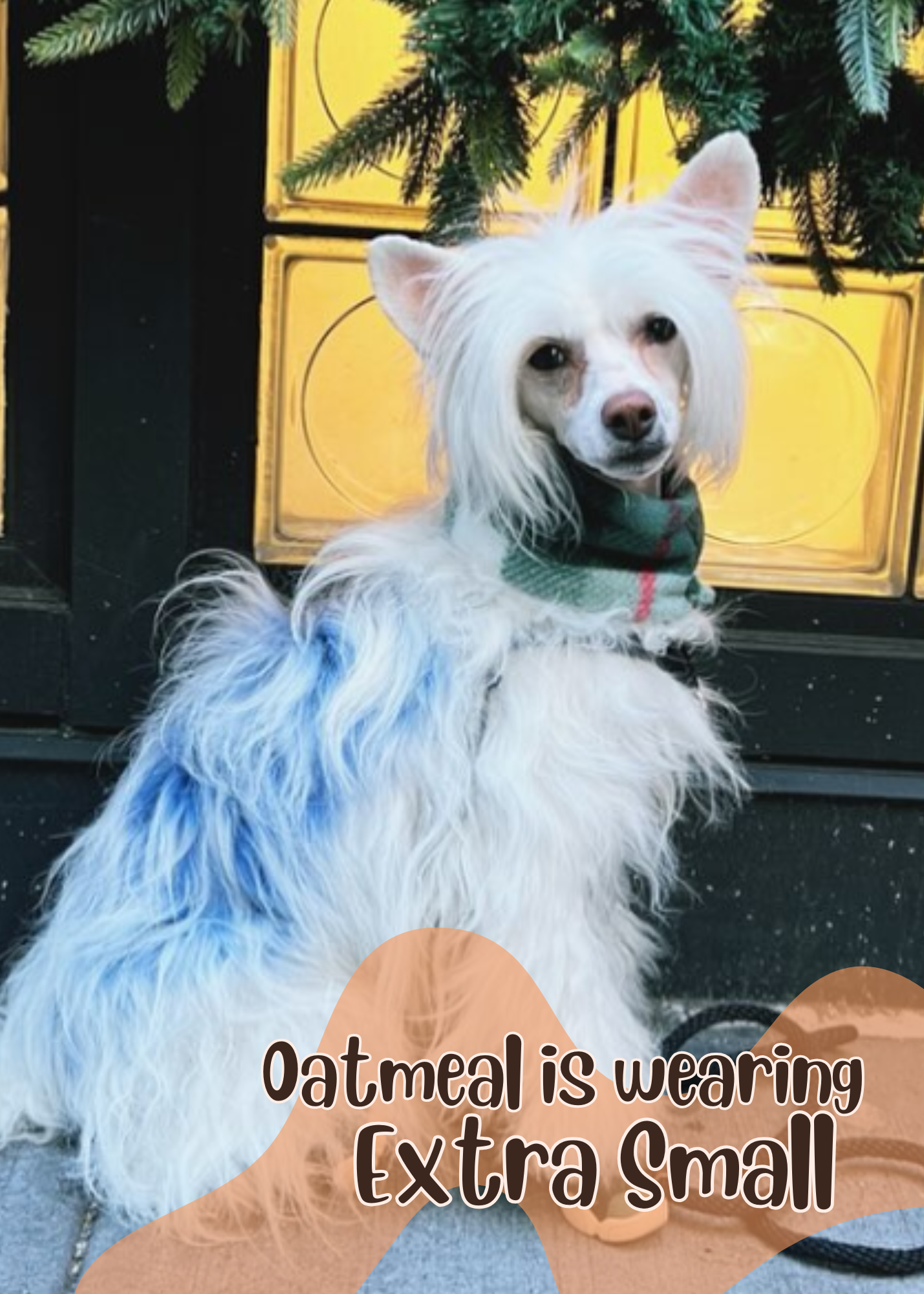Chinese crested wearing a scarf for size comparison. Text says "Oatmeal is wearing Extra small"